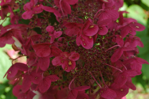 Hydrangea paniculata 'Wim´s Red' 4