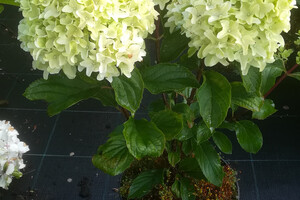 Hydrangea paniculata 'Little Fraise'
