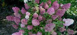 hydrangea-paniculata-sundae-fraise-1