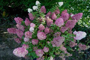 hydrangea-paniculata-sundae-fraise-1