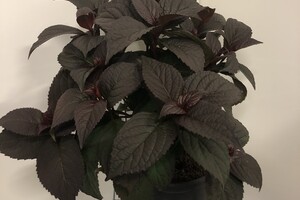 Hydrangea serrata 'Daredevil' 1