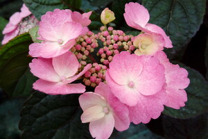 Hydrangea serrata 'Daredevil' 2