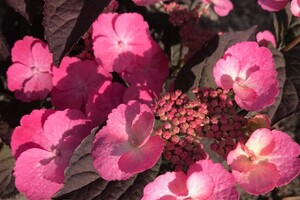 Hydrangea serrata 'Daredevil' 3