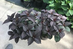 Hydrangea serrata 'Daredevil' 4