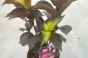 Hydrangea serrata 'Daredevil' (1)