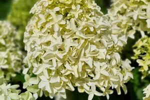 Hydrangea02