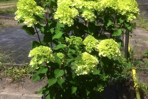 Hydrangea07