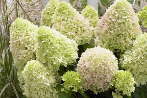 Hydrangea09