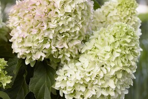 Hydrangea10