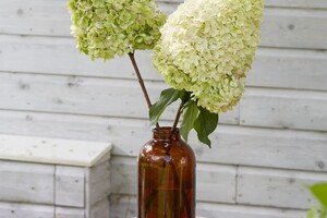 Hydrangea11