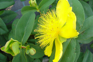 Hypericum calycinum