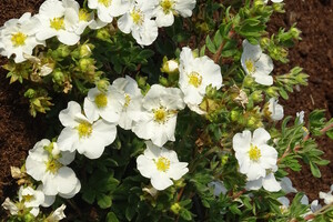 Potentilla fr 'Bella Bianca' 1