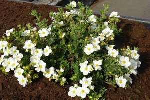 Potentilla fr 'Bella Bianca' 2