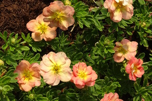 Potentilla fruticosa 'Bella Apple' 1
