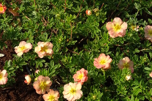 Potentilla fruticosa 'Bella Apple'