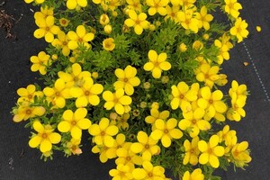 Potentilla fruticosa 'Bella Lindsey' 1
