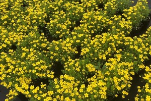 Potentilla fruticosa 'Bella Lindsey' 2