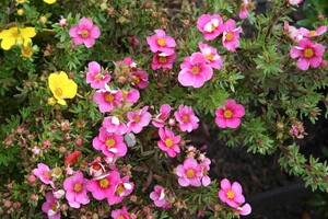 Potentilla fruticosa 'Bella Pink' 1