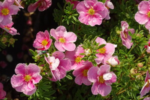 Potentilla fruticosa 'Bella Pink'