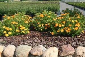 Potentilla fruticosa 'Bella Sol' 1