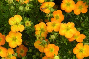Potentilla fruticosa 'Bella Sol' 2