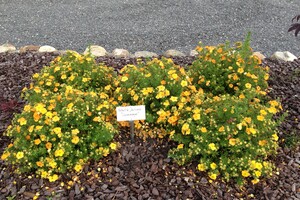 Potentilla fruticosa 'Bella Sol' 3