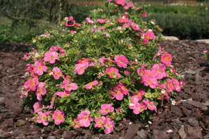 Potentilla fruticosa 'Bellissima' 1