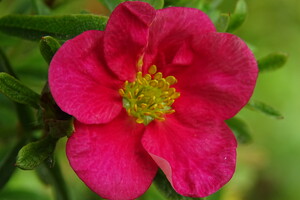 Potentilla fruticosa 'Bellissima' 2