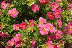 Potentilla fruticosa 'Bellissima' 3