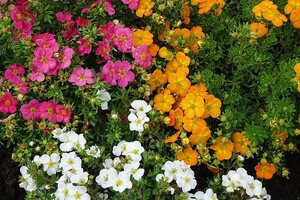 Potentilla fruticosa INT