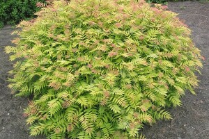 Sorbaria sorbifolia 'Sem' 1