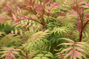 Sorbaria sorbifolia 'Sem' 2