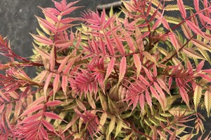 Sorbaria sorbifolia 'Sem' 3