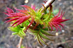 Sorbaria sorbifolia 'Sem' 5