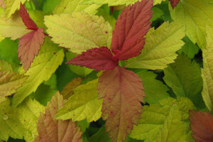 Spiraea bumalda 'Goldflame'