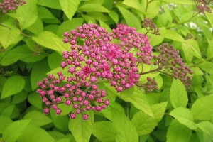Spiraea japonica 'Merlo Gold' 1
