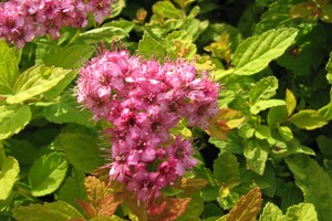 Spiraea japonica 'Merlo Gold' 2