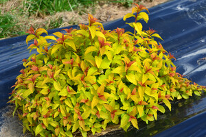 Spiraea japonica 'Merlo Gold'
