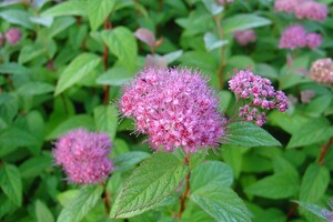 Spiraea japonica 'Merlo Green' 1