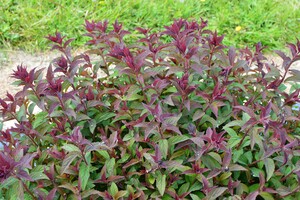 Spiraea japonica 'Merlo Green'