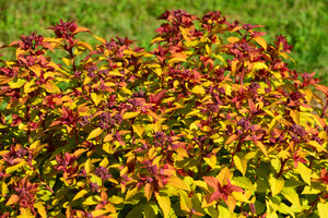 Spiraea japonica 'Merlo Star'