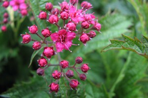 Spiraea japonica 'Neon Flash'