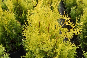 Thuja occidentalis 'Golden Brabant'