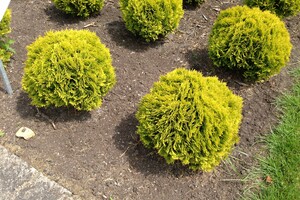 Thuja occidentalis 'Mirjam' 1