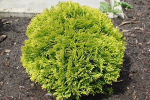 Thuja occidentalis 'Mirjam' (7)